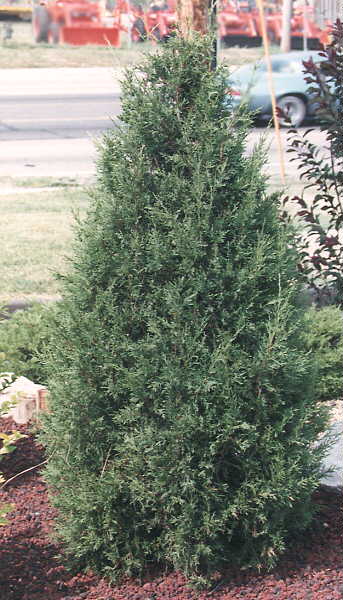 Canarti Juniper Growth Rate
